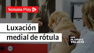 ¿Cómo detectar y tratar una luxación medial de rótula en tu perro  Enrique Vallejo  Semana Play [upl. by Eibocaj695]