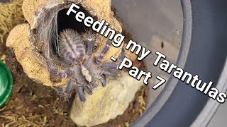 Feeding my Tarantulas  Part 7 [upl. by Ydnal]