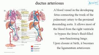 ductus arteriosus [upl. by Cardie]