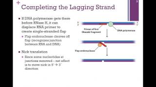 163DNA Ligase amp the Lagging Strand [upl. by Nnairol]