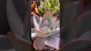 【Today’s succulents】【2023428】 succulents 多肉植物 echeveria ラウリンゼ カンテ ソンヨウン ブルーコロラータ shorts [upl. by Sirtaeb]