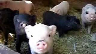 Piglets everywhere Baby Micro Mini Piglets Missy and Sun Litters [upl. by Lundell620]