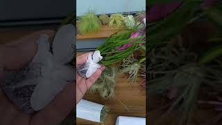 Unboxing but not showing the plantsEvil 🤣 tillandsia bromeliad airplants plants philippines [upl. by Oibirot475]