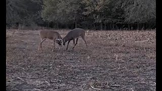 L Cam  Ucontrol the cam and feed the deer with Superchats [upl. by Yslek]