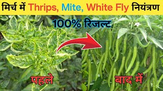 मिर्च की फसल में वायरस रोग का नियंत्रण  Virus Disease Control In Chilli  Leaf Curl In Chilli [upl. by Qahsi]