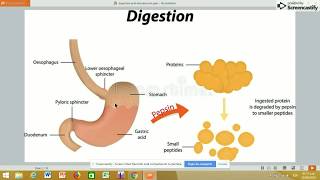 📌DIGESTIÓN DE PROTEÍNAS CASEINATRIPSINA💥BIOQUÍMICA 💛PARTE 1 [upl. by Sedda]