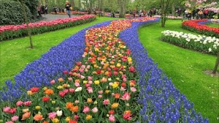 Кёкенхоф Голландия 2017  Keukenhof Holland [upl. by Schlosser772]