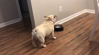 Angry French Bulldog on Diet Throws Tantrums for Not Getting Food  1065754 [upl. by Llorre]