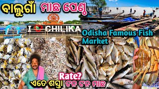 Wholesale Fish Market Balugaon ChilikaOdishaBiggest Fish Market [upl. by Adnamahs]