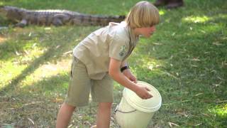 Robert Irwin Feeds Alligators and Freshwater Crocodiles [upl. by Ocirne]