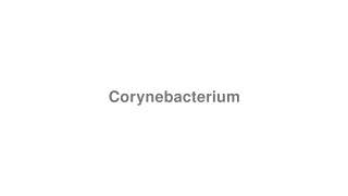 How to Pronounce quotCorynebacteriumquot [upl. by Misak]