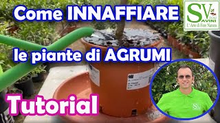 Come irrigare le piante di agrumi in vaso [upl. by Bowlds]