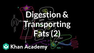 Digestion Mobilization and Transport of Fats  Part II [upl. by Noeled]