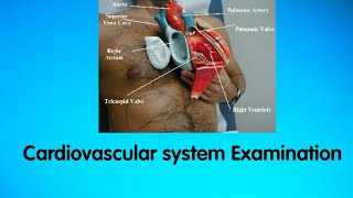 Clinical Examination of Cardiovascular system JVP  Auscultation [upl. by Virg]