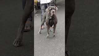 Neapolitan Mastiff dog breed mastiff neapolitanmastiff [upl. by Blondelle]