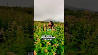 Did you know These beautiful STROBILANTHES KARVI FLOWERS bloom only ONCE in 7 years in 📍 LONAVALA [upl. by Whitson962]