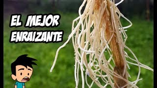 Como Hacer el Mejor Enraizante Natural  Huerto Organico [upl. by Jaehne791]