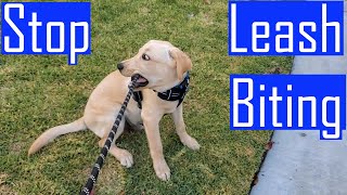 Leash Biting  How to Train your PuppyDog to Stop Biting the Leash When Walking [upl. by Enetsuj]