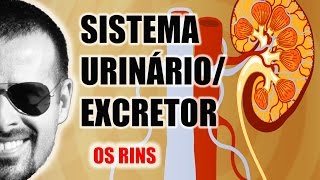 Sistema ExcretorUrinário  Os Rins e a filtragem do sangue  Anatomia Humana  VideoAula 030 [upl. by Ilatfen]