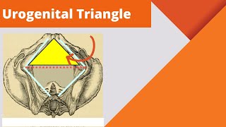 Urogenital triangle  Anatomy boundaries and contents of the urogenital triangle [upl. by Ibok]