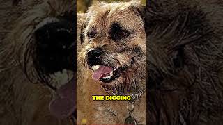 Border Terriers  Chewers Diggers and Amazing Companions [upl. by Dalpe560]