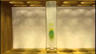 Separation of Photosynthetic Pigments by Paper Chromatography [upl. by Newra]