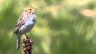 Savannah Sparrow Singing [upl. by Akinimod189]