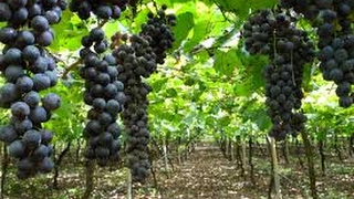 Elaboración y Crianza de Vinos  TvAgro por Juan Gonzalo Angel [upl. by Lilian318]