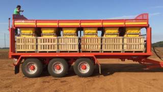 Larrington Guardian Box Loader Trailer loading Sweet Potatoes [upl. by Gustafsson]