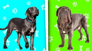 Mastín Napolitano vs Cane Corso  Quien Gana [upl. by Wilser]