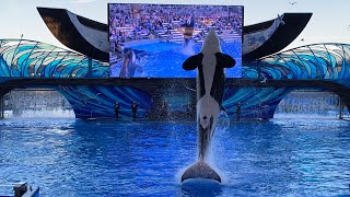 NEW SHOW  Orca Encounter A Killer Whale Experience  SeaWorld Orlando [upl. by Rahmann]