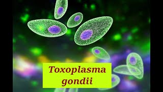 Toxoplasma gondii Toxoplasmosis Life cycle Diagnosis Treatment Toxoplasma gondii Toxoplasmosis [upl. by Ojahtnamas]