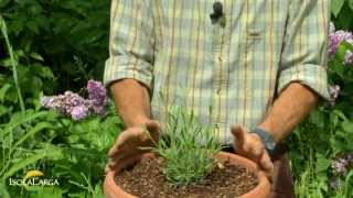 Lavanda officinalis coltivazione in vaso [upl. by Cann]