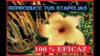 🌼 COMO REPRODUCIR STAPELIA 🌼 [upl. by Annor]