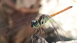 Graceful green dragonflies [upl. by Eissirc]