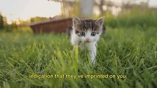 Feline Love 4 signs your cat has imprinted on you felinefriendly imprinting cat catlover [upl. by Shotton]