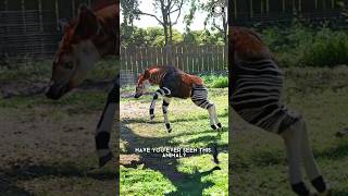 Okapi 🦒 Rare Creature of the Congo [upl. by Rosalba]