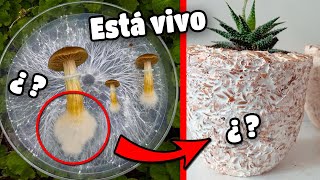 Qué es el MICELIO de los hongos y cuál es su importancia 🍄🧠🤓 [upl. by Ynatterb]