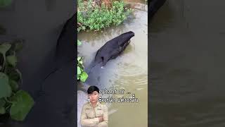 ช้างน้ำ animal elephant Tapirus reelsviral fypシ゚viralシ [upl. by Arbuckle90]