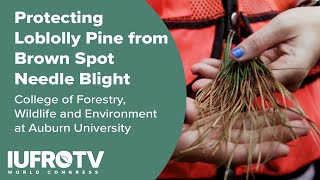 Protecting Loblolly Pine from Brown Spot Needle Blight  Auburn Universitys College of Forestry [upl. by Miehar127]