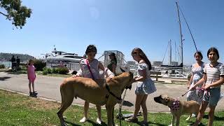 Cash 20 Great Dane meeting new people in Marina Del Rey 26 [upl. by Euqenimod]