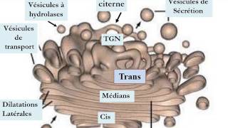 CYTOLOGIE LE SYSTÈME ENDOMEMBRANAIRE [upl. by Baruch499]