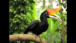 Top 8 Wacky Bird Beaks  Amazing animals [upl. by Ynabe528]