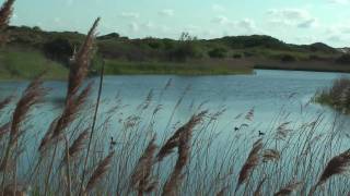 Duinen tussen Katwijk en Wassenaar in HighDefinition [upl. by Xella]