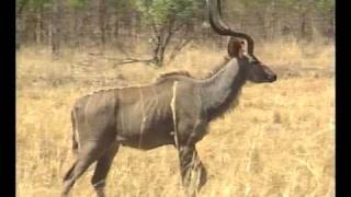 African wildlife The Kudu [upl. by Ardnasil101]