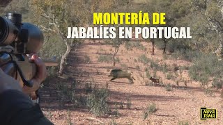 MONTERÍA DE JABALÍES EN PORTUGAL [upl. by Amin]