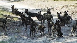 African Wild Dogs Largest Pack Ever Recorded in National Park [upl. by Gnoix]