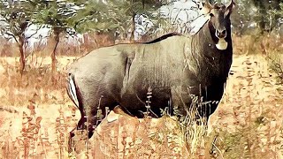 Angry Big bull Nilgai or blue bull Boselaphus tragocamelus face to face at Pohara jungle [upl. by Compton833]