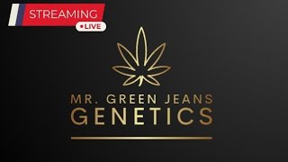 Lemon Space Fuel Toke  Review w Mr Green Jeans Genetics [upl. by Sokin]