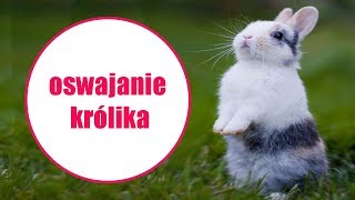 🐰Jak oswoić królika🐰  VLOG  Uszatkowe Rady [upl. by Liddie]